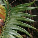 Polystichum falcinellum Kita