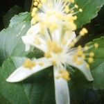 Grewia tenax Flower