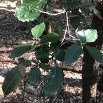 Quercus ilex ഇല