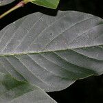 Annona pruinosa Φύλλο