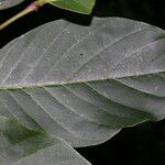 Annona pruinosa Hoja