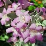 Leucophyllum frutescens Kvet