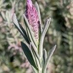 Lavandula stoechas Blüte