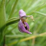 Ophrys apifera Fula