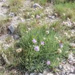 Lomelosia graminifolia Habitat