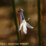 Lobelia dortmanna Flower