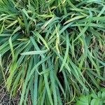 Carex flaccospermaΦύλλο