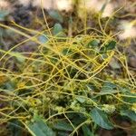 Cuscuta campestris Habit