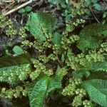 Laportea aestuans Habit