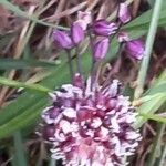 Allium scorodoprasum 花
