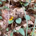 Viola purpurea Flower