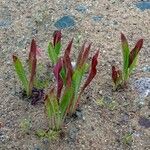 Rumex hydrolapathum Листок