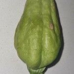 Sechium edule Φύλλο