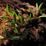 Maxillaria uncata Plante entière