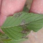 Amaranthus spinosus Blatt