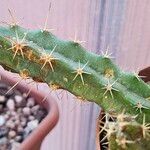 Echinocereus cinerascens