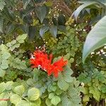 Tecomaria capensis Flor