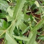 Verbena rigida List