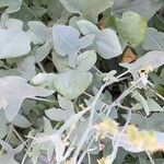 Rumex scutatus Hoja