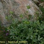 Potentilla valderia Habit