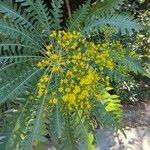 Sonchus palmensis