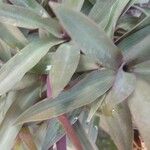 Tradescantia spathacea ഇല