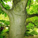 Aesculus turbinata Bark