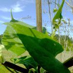 Fallopia dumetorum Hoja