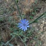 Cichorium intybusCvet