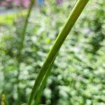 Allium giganteum പുറംതൊലി