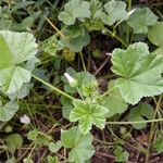 Malva neglecta 葉