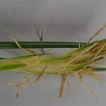 Carex unciniiformis