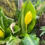 Lysichiton americanus पत्ता