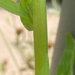 Erigeron annuus Bark