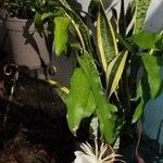 Epiphyllum phyllanthus Floro