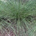 Muhlenbergia capillaris পাতা