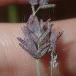 Eragrostis elongata Flower