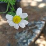 Anthemis cotula Цветок