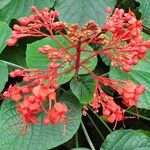 Clerodendrum speciosissimum Fleur