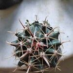 Echinocactus texensis Leaf