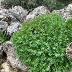 Saxifraga cuneata Leaf