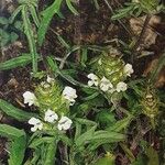 Prunella laciniata Libunga