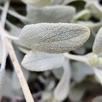 Phlomis olivieri Leaf