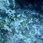 Clematis flammula फूल