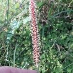 Pennisetum polystachion 花