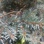 Picea pungensHostoa