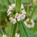 Lycopus europaeus Flower