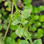 Pimpinella anisum Feuille