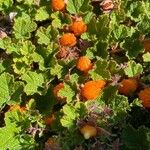 Rubus tricolor Flower