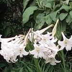 Lilium formosanum Blüte